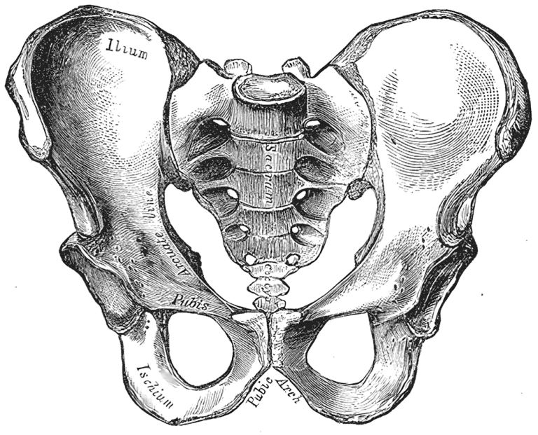 Pelvis bone sketch