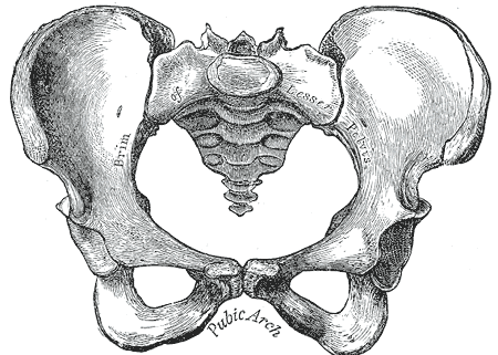 Pubic bone sketch